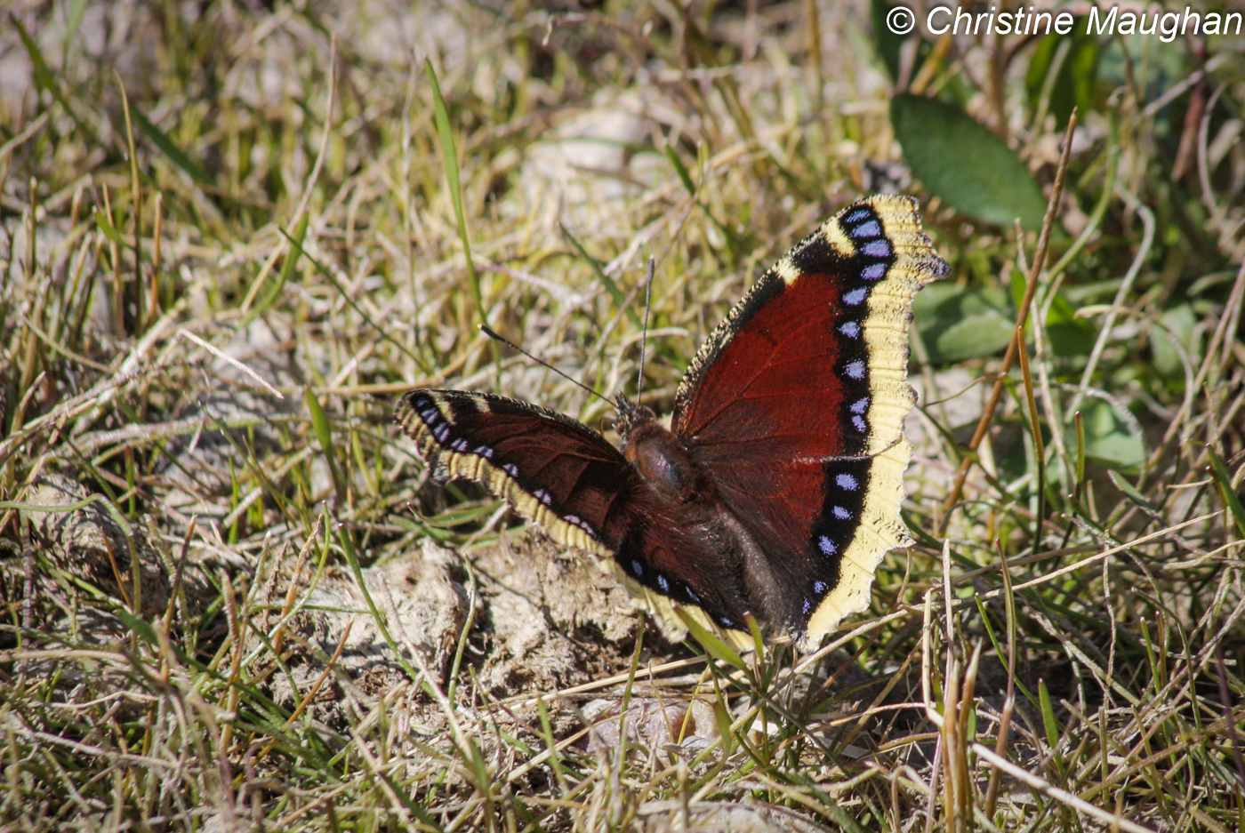Image of Camberwell Beauty